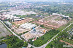 Ngày 1/8/2026, đấu giá quyền sử dụng đất tại xã Đa Phúc, thành phố Hà Nội