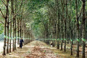 Ngày 26/11/2025, đấu giá 444,01 ha cây cao su thanh lý tại Công ty TNHH MTV Cao su Mang Yang