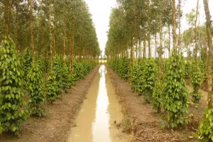 Ngày 28/5/2026, đấu giá 22 ha cây tràm trồng năm 2021 của Công ty cổ phần Cao su Công nghiệp
