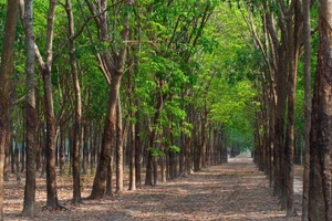 Ngày 9/10/2025, đấu giá cây cao su thanh lý của Công ty TNHH MTV 30-4 Tây Ninh