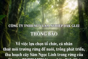 Công ty TNHH MTV lâm nghiệp Đăk Glei thông báo