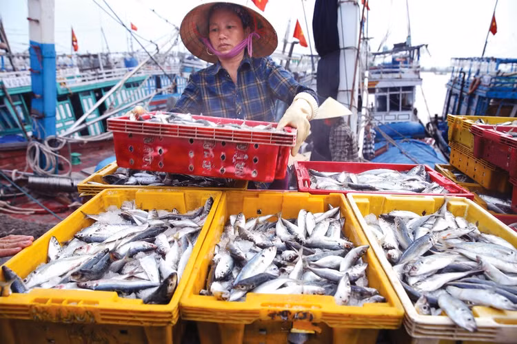 Việc sửa đổi Luật Thuế giá trị gia tăng sẽ tháo gỡ khó khăn cho doanh nghiệp và người dân, đặc biệt là doanh nghiệp, hộ kinh doanh trong lĩnh vực nông, lâm sản, thủy sản. Ảnh: Lê Tiên