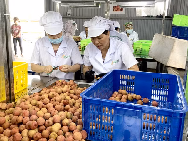 Bản tin thời sự 24/6 ảnh 4