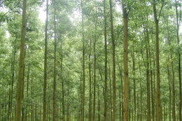 Ngày 29/1/2026, đấu giá 328,38408 ha rừng keo lai hợp tác trồng năm 2020 của Công ty TNHH MTV Lâm Nghiệp Bà Rịa Vũng Tàu