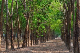 Ngày 9/12/2025, đấu giá Vườn cây cao su thanh lý của Công ty TNHH MTV Cao su Ea H’Leo