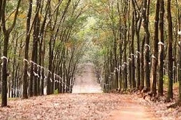 Ngày 10/4/2026, đấu giá thanh lý vườn cao su tại xã Cẩm Mỹ, tỉnh Đồng Nai