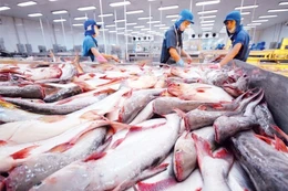 Chế biến cá tra xuất khẩu. Ảnh minh họa