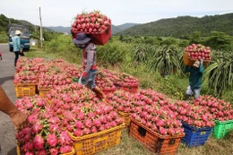 Thủ tướng giao Bộ Nông nghiệp và Môi trường khẩn trương ban hành và hướng dẫn quy định về hồ sơ, thủ tục cấp giấy chứng nhận an toàn thực phẩm cho nông sản xuất khẩu.