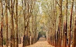 Ngày 14/11/2025, đấu giá cây cao su thanh lý của Công ty cổ phần Cao su Công nghiệp