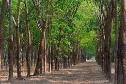 Ngày 26/1/2026, đấu giá vườn cây cao su thanh lý để trồng tái canh năm 2026 của Công ty CP cao su Tân Biên