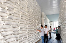 Ngày 2/8/2025, đấu giá Gạo sản xuất trong nước tại TP. Cần Thơ