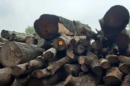 Ngày 14/10/2025, đấu giá gỗ thu hồi từ công tác đốn hạ, giải tỏa cây xanh tại TP.HCM