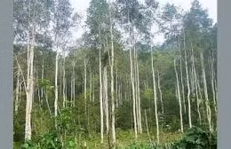 Ngày 19/6/2026, đấu giá 152,67 ha cây bạch đàn trắng và cây keo lai của Ban quản lý rừng phòng hộ Mang Yang