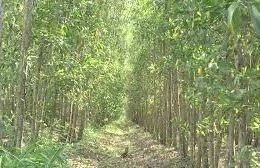 Ngày 11/2/2026, đấu giá 4,30 ha cây keo lá tràm thanh lý của Công ty TNHH MTV Cao su Bình Long