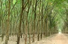Ngày 30/7/2025, đấu giá 340,015 ha cao su thanh lý tái canh năm 2025 tại tỉnh Quảng Ngãi