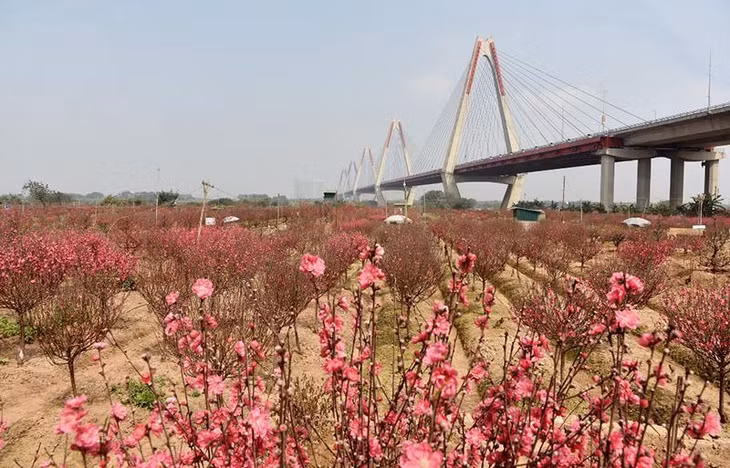 Bộ Lao động - Thương binh và Xã hội đưa ra hai phương án nghỉ Tết Nguyên đán Quý Mão 7 ngày hoặc 9 ngày. Ảnh: Nhân dân