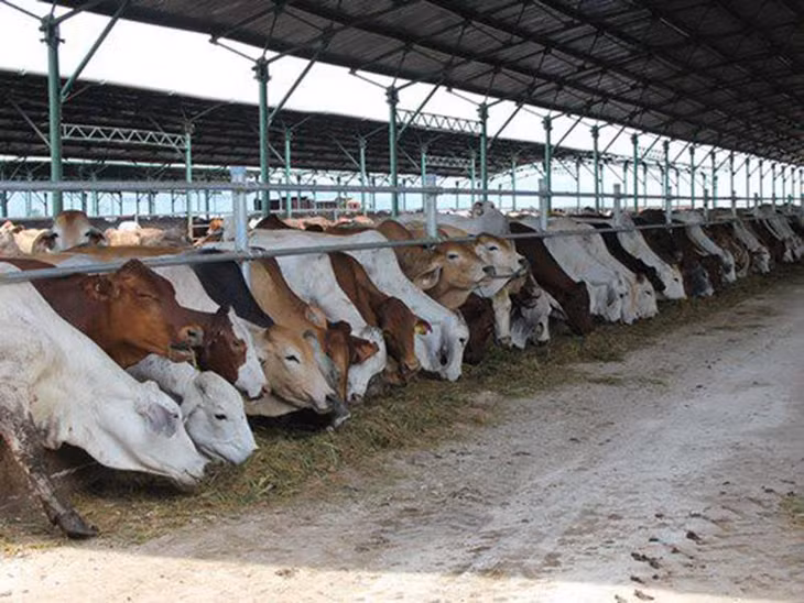 Công ty cổ phần chăn nuôi bò Bình Hà đã hoạt động trở lại nhưng quy mô chăn nuôi nhỏ hơn trước