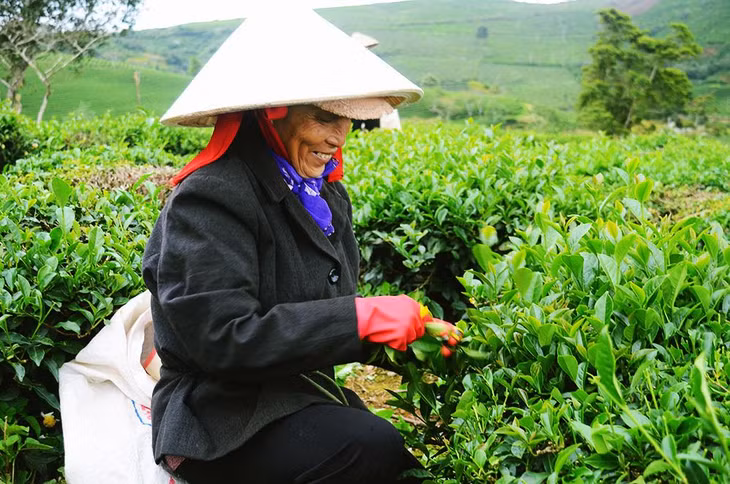 Hái chè (trà) tại đồi ở thành phố Đà Lạt (Lâm Đồng).