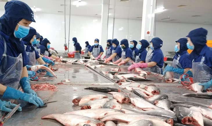 Công nhân Navico đang sơ chế cá tra