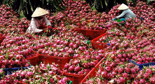 Trung Quốc nhập thanh long trở lại qua cửa khẩu Lào Cai từ ngày 12/1