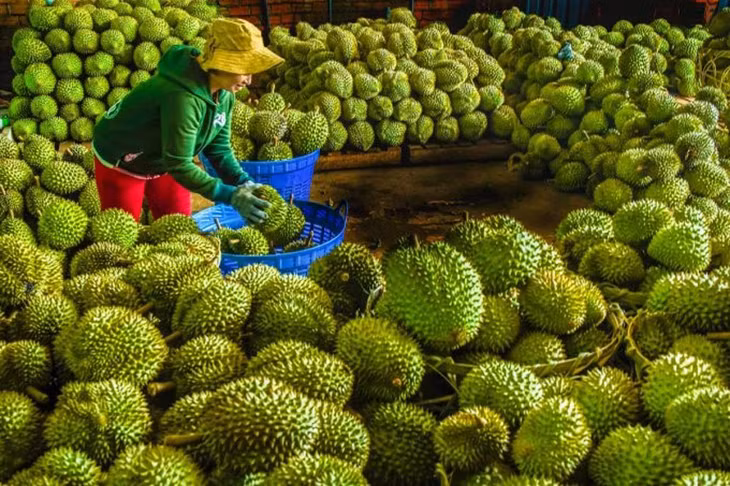 Xuất khẩu rau quả 6 tháng gần bằng cả năm ngoái