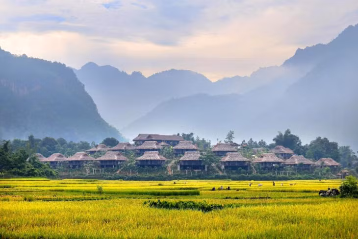 Cánh đồng lúa chín vàng ở huyện Mai Châu, Hòa Bình