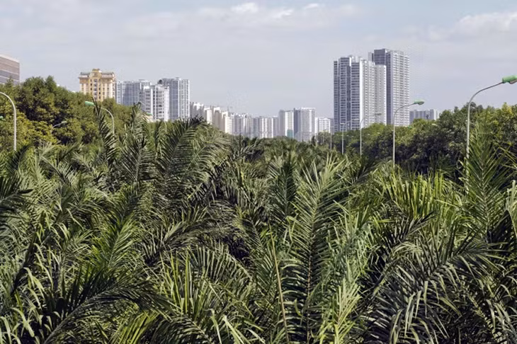 Cây xanh ở đại lộ Thăng Long, Hà Nội