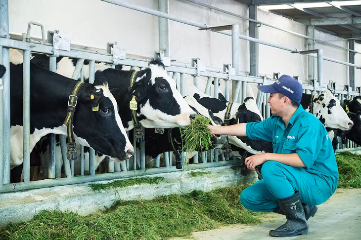 Với những tiềm năng phát triển trong tương lai, mảng sữa vẫn là lĩnh vực kinh doanh trọng tâm của Vinamilk. Ảnh: Vinamilk.