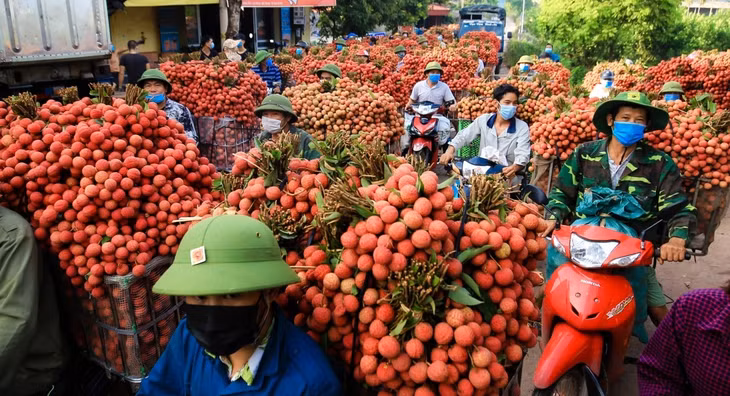 Người dân chuyển vải thiều đến các đại lý thu mua tại huyện Lục Ngạn, Bắc Giang