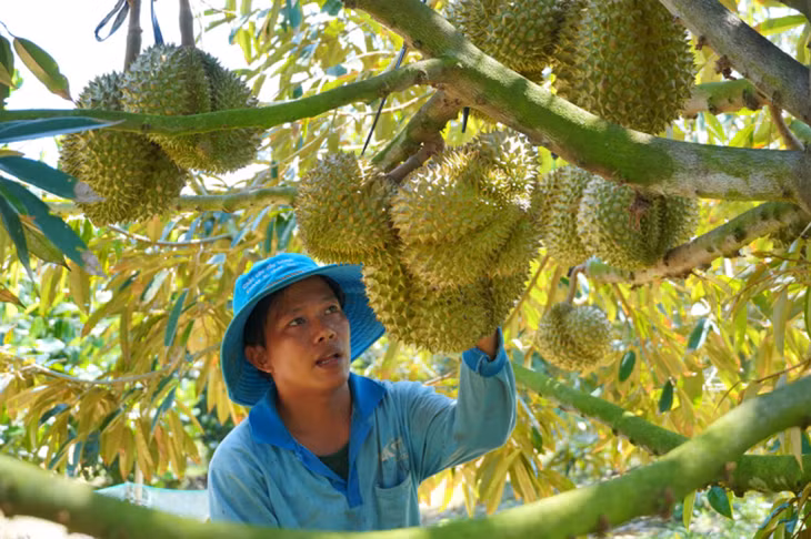 Sầu riêng được trồng tại nhà vườn ở Long An
