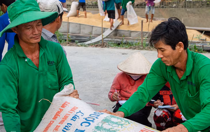 Nông dân tại Cần Thơ thu hoạch lúa vụ Đông Xuân Nông dân tại Cần Thơ thu hoạch lúa vụ Đông Xuân