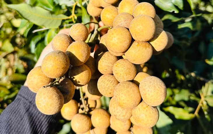 Nhãn Ido - một giống nhãn của Thái Lan - tại nhà vườn miền Tây
