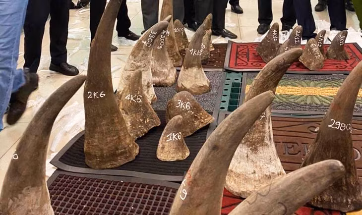 Phát hiện 93 kg sừng nghi của loài tê giác châu Phi tại kho hàng gần sân bay Tân Sơn Nhất