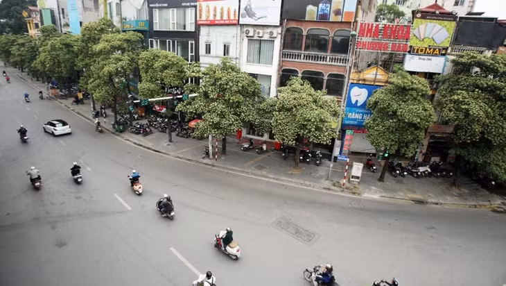 Hàng cây hoa sữa bung nở trên đường Nguyễn Chí Thanh