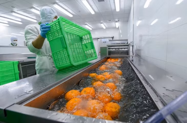 Lần đầu rau quả Việt xuất khẩu vượt kim ngạch tỷ USD Lần đầu rau quả Việt xuất khẩu vượt kim ngạch tỷ USD