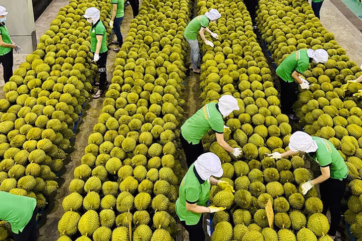 9 tháng, Việt Nam xuất khẩu sầu riêng đi 9 quốc gia với kim ngạch trên 1,7 tỷ USD