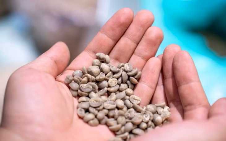 Xưởng rang cà phê đặc sản Xưởng rang cà phê đặc sản