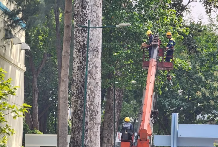 Công nhân xử lý cây dầu tét nhánh khiến 2 người tử vong ở Công viên Tao Đàn