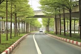 Gói thầu: Gói số 01 Chi phí dịch vụ Duy trì cây xanh trên địa bàn thị xã Bình Minh năm 2025 - 2028