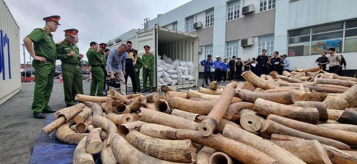 Lô hàng ngà voi nhập lậu được Hải quan Hải Phòng bắt giữ, kiểm tra sáng ngày 20/3.