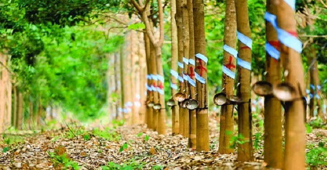 Ảnh chỉ mang tính minh họa. Nguồn Internet