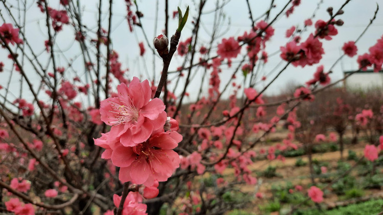 Hai phương án được đề xuất cho dịp nghỉ dài nhất trong năm. Ảnh minh họa: Tường Lâm