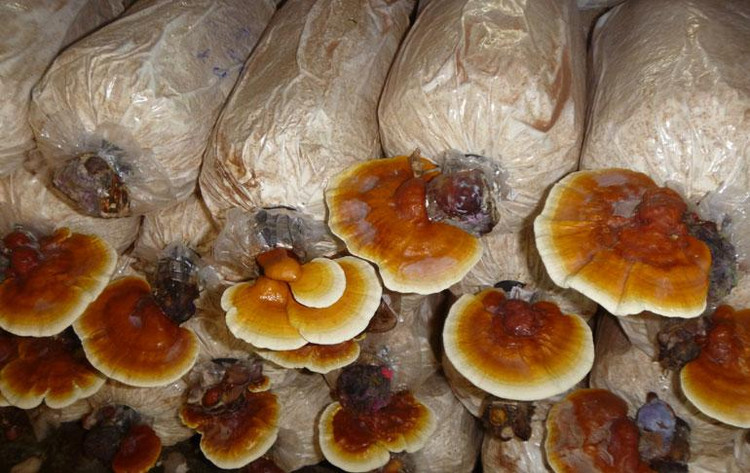 Ảnh chỉ mang tính minh họa. Nguồn Internet