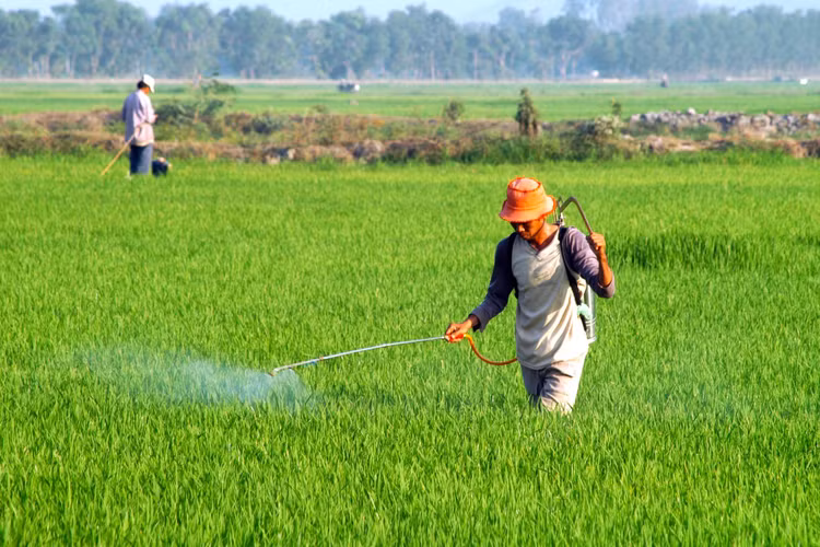 Gói thầu số 02 Cung cấp phân bón phục vụ Kế hoạch phát triển sản xuất lúa Japonica và lúa chất lượng cao hàng hóa theo tiêu chuẩn xuất khẩu giai đoạn 2021 - 2025 (năm 2024) ghi nhận phản ánh của nhà thầu về một số tiêu chí bất cập. Ảnh chỉ mang tính minh họa. Nguồn Internet