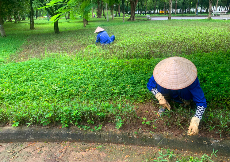 Gói thầu Trồng cây xanh hoa kiểng các khu vực trong công viên và đường phố năm 2023 có giá 12,955 tỷ đồng Ảnh minh họa: Nhã Chi