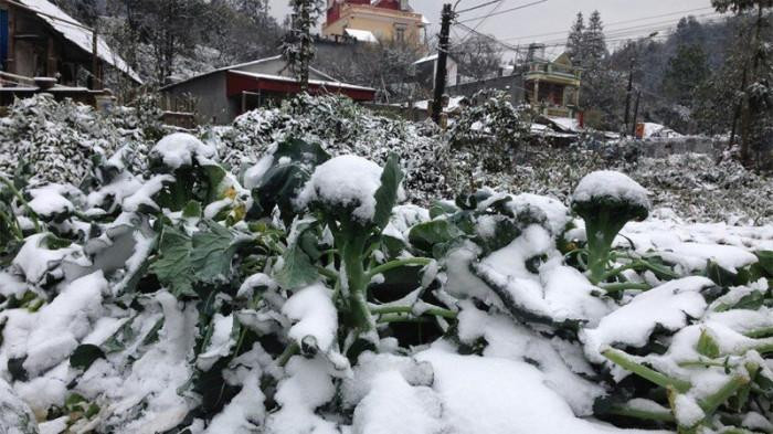 Dự báo thời tiết 2/1, vùng núi cao có khả năng xuất hiện băng giá và sương muối. Ảnh minh họa