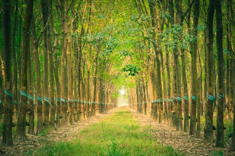 Ảnh chỉ mang tính minh họa. Nguồn Internet