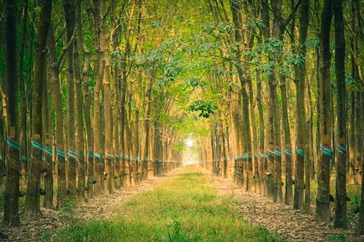 Ảnh chỉ mang tính minh họa. Nguồn Internet