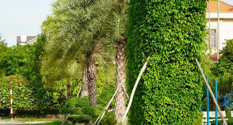 Công ty TNHH Cây xanh Công Minh trúng nhiều gói thầu chăm sóc cây xanh, chỉnh trang đô thị tại các địa phương