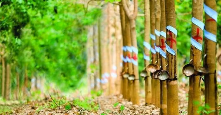 Ảnh chỉ mang tính minh họa. Nguồn Internet